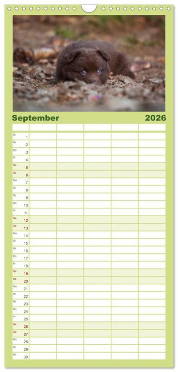 Produktbild: Familienplaner 2026 - Aussie Welpen 2026 mit 5 Spalten (Wandkalender, 21 x 45 cm) CALVENDO