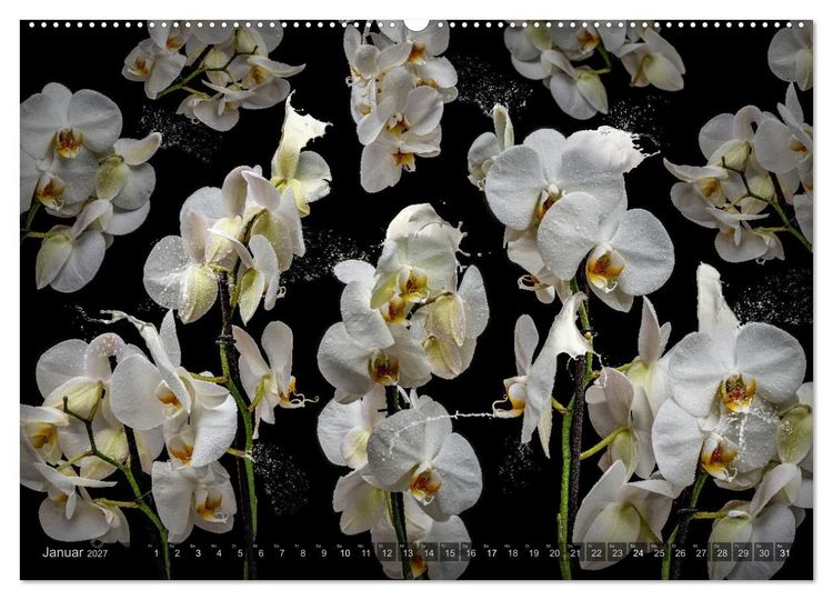 Produktbild: Orchidea (Wandkalender 2027 DIN A2 quer), CALVENDO Monatskalender
