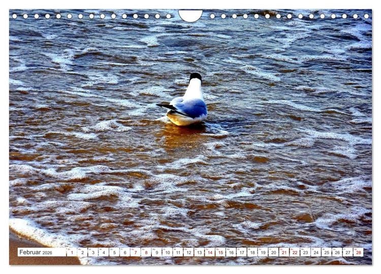 Produktbild: Lachm&ouml;wen an der Ostsee (Wandkalender 2026 DIN A4 quer), CALVENDO Monatskalender