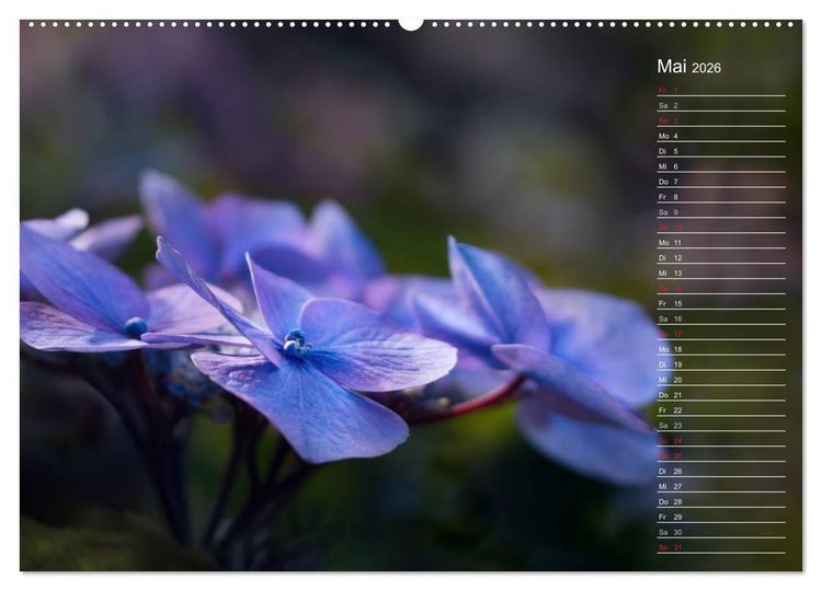 Produktbild: Die Hortensie und ihre vielen Gesichter (hochwertiger Premium Wandkalender 2026 DIN A2 quer), Kunstdruck in Hochglanz