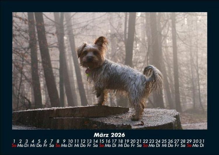Produktbild: Hunde 2026 Fotokalender DIN A5