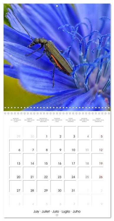 Produktbild: Natural beauty. Close-up insects (Wall Calendar 2026 12 &times; 12 Inch) CALVENDO 12 Month Wall Calendar