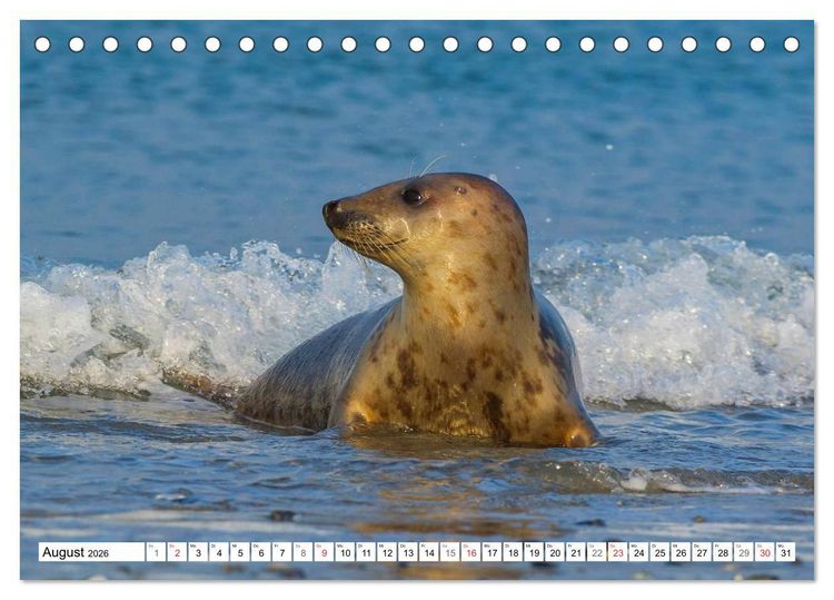 Produktbild: Kegelrobben hautnah (Tischkalender 2026 DIN A5 quer), CALVENDO Monatskalender