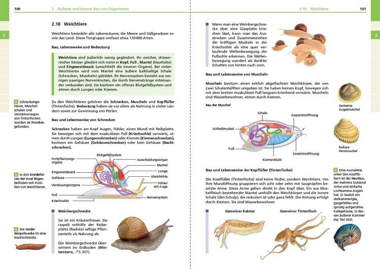Produktbild: Basiswissen Schule &ndash; Biologie 5. bis 10. Klasse