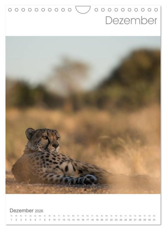 Produktbild: BIG CATS - Namibias Raubkatzen (Wandkalender 2026 DIN A4 hoch), CALVENDO Monatskalender