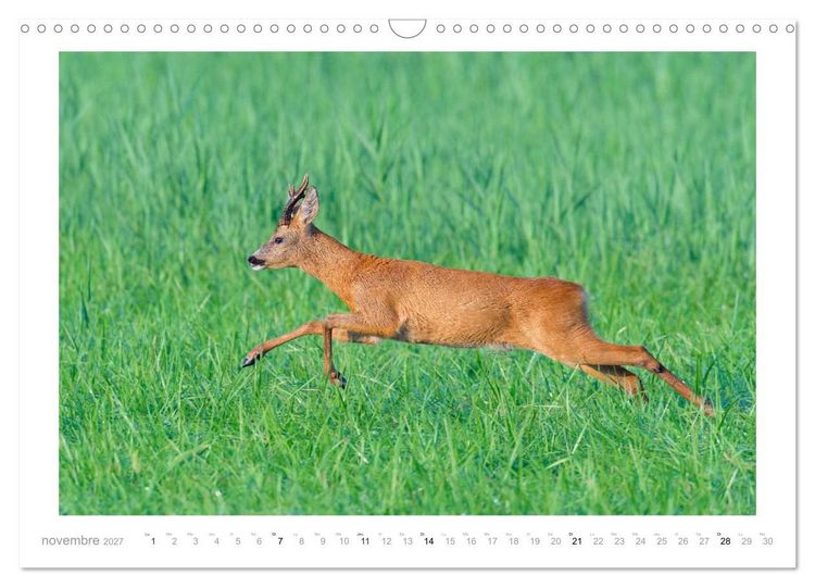 Produktbild: Un an avec des chevreuils (Calendrier mural 2027 DIN A3 vertical), CALVENDO calendrier mensuel