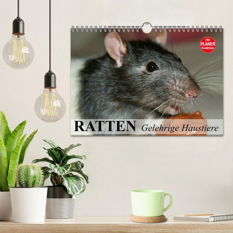 Produktbild: Ratten. Gelehrige Haustiere (Wandkalender 2026 DIN A4 quer), CALVENDO Monatskalender