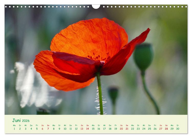 Produktbild: Naturwunder Bl&uuml;ten (Wandkalender 2026 DIN A3 quer), CALVENDO Monatskalender