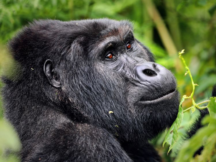 Produktbild: CALVENDO Puzzle Berggorilla in Uganda | 1000 Teile Lege-Gr&ouml;&szlig;e 64x48cm Foto-Puzzle f&uuml;r gl&uuml;ckliche Stunden