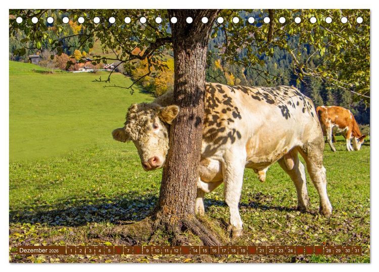 Produktbild: Wir sind die Stars auf der Alm (Tischkalender 2026 DIN A5 quer), CALVENDO Monatskalender