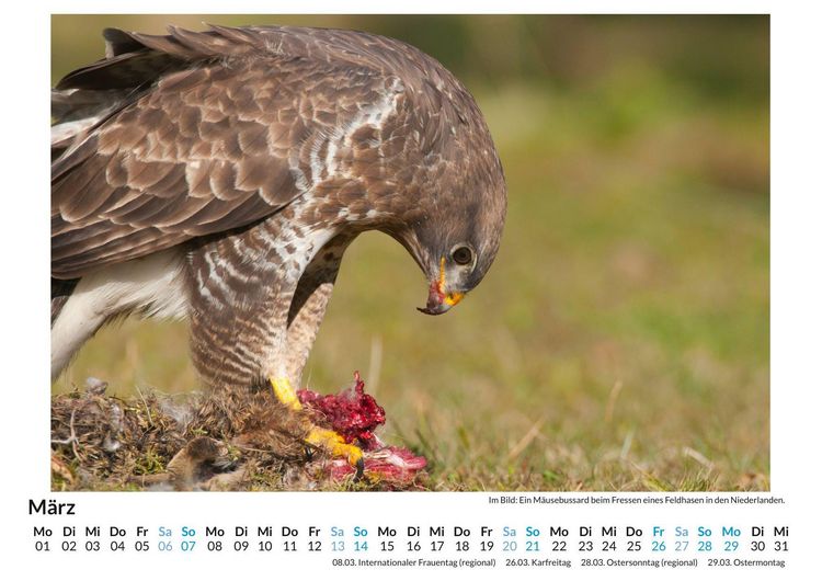 Produktbild: Flora und Fauna der Niederlande