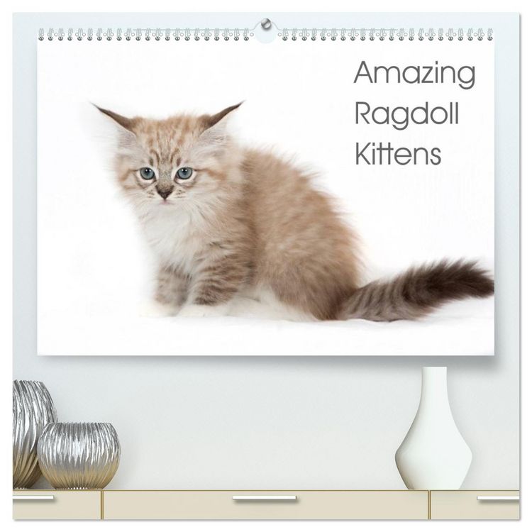 Produktbild: Amazing Ragdoll Kittens (High Quality Premium Wall Calendar 2026 DIN A2 landscape),CALVENDO 12 Month Wall Calendar