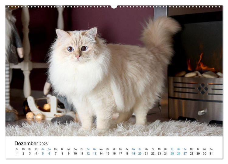 Produktbild: Heilige Birma Katzen mit traumhaft blauen Augen und wei&szlig;en Pf&ouml;tchen (Wandkalender 2026 DIN A2 quer), CALVENDO Monatskalender