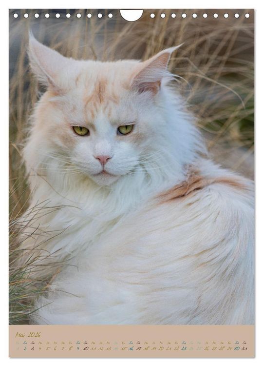 Produktbild: Pl&uuml;schige Katzen im Garten (Wandkalender 2026 DIN A4 hoch), CALVENDO Monatskalender
