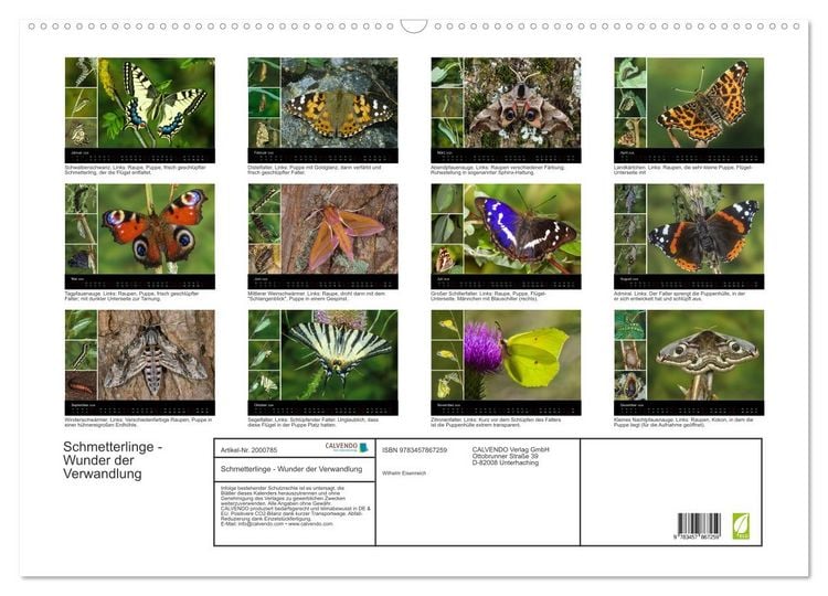 Produktbild: Schmetterlinge - Wunder der Verwandlung (Wandkalender 2026 DIN A2 quer), CALVENDO Monatskalender