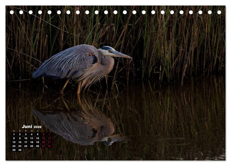 Produktbild: Floridas wunderbare Vogelwelt (Tischkalender 2026 DIN A5 quer), CALVENDO Monatskalender