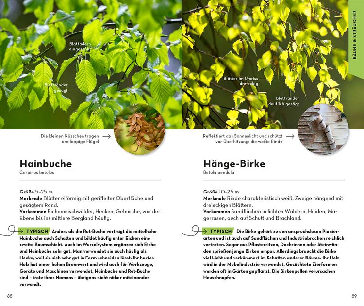 Produktbild: Basic Wald