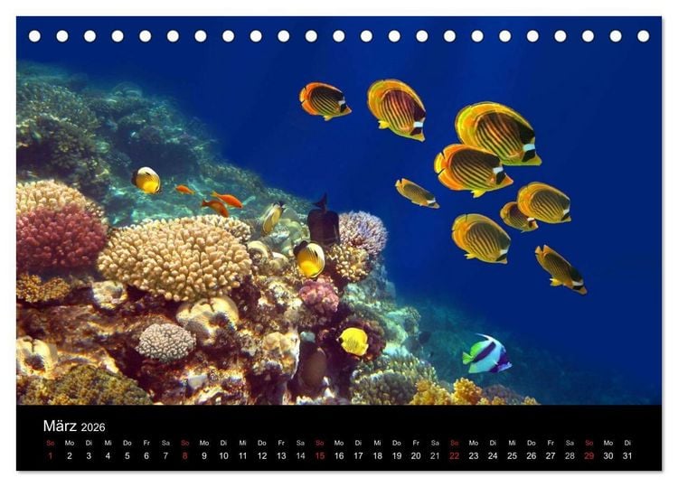 Produktbild: Meeres Sch&ouml;nheiten (Tischkalender 2026 DIN A5 quer), CALVENDO Monatskalender