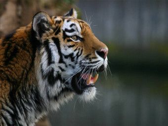 Produktbild: CALVENDO Puzzle Ein Motiv aus dem Kalender Tiger - die leisen J&auml;ger des Dschungels | 1000 Teile Lege-Gr&ouml;&szlig;e 64x48cm Foto-Puzzle f&uuml;r gl&uuml;ckliche Stunden