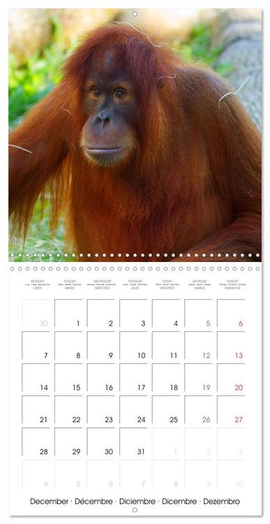 Produktbild: Orangutans Inhabitants of the rainforests (Wall Calendar 2026 12 &times; 12 Inch) CALVENDO 12 Month Wall Calendar