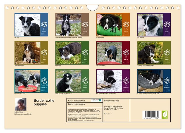 Produktbild: Border collie puppies (Calendrier mural 2026 DIN A4 vertical), CALVENDO calendrier mensuel