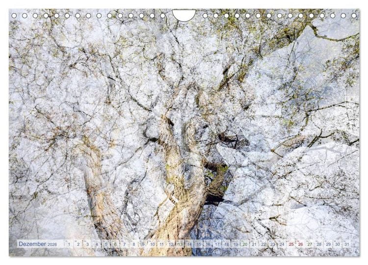 Produktbild: Vielfalt der B&auml;ume - variety of trees (Wandkalender 2026 DIN A4 quer), CALVENDO Monatskalender