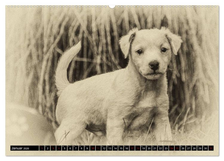 Produktbild: Parson Jack Russel Welpen (Wandkalender 2026 DIN A2 quer), CALVENDO Monatskalender