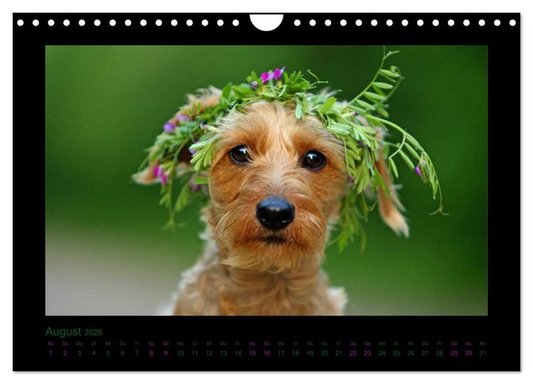 Produktbild: Elli Pirelli... aus dem Leben eines fr&ouml;hlichen Pinscher-Dackel-M&auml;dels (Wandkalender 2026 DIN A4 quer), CALVENDO Monatskalender