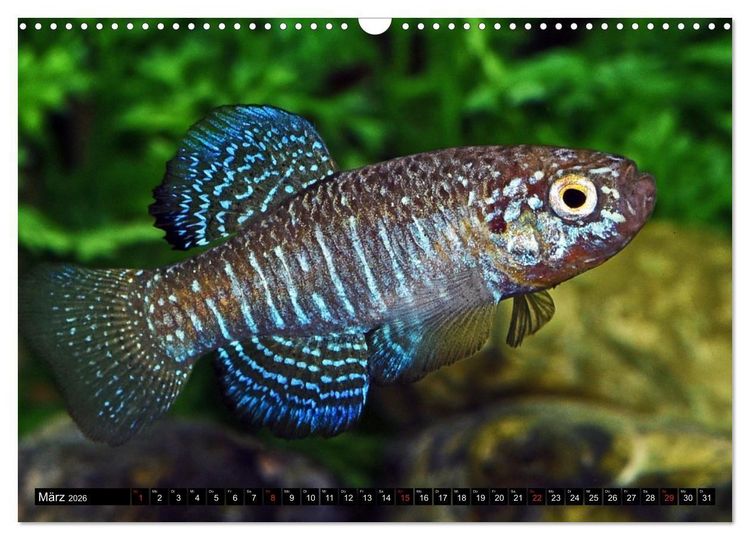 Produktbild: Bunte Fische der Welt - Killifische (Wandkalender 2026 DIN A3 quer), CALVENDO Monatskalender
