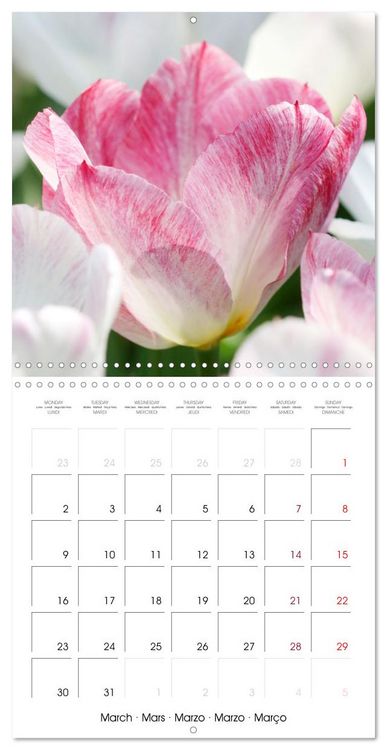 Produktbild: Tulipes &eacute;l&eacute;gantes (Calendrier mural carr&eacute; 2026 30x30 cm) Calendrier double avec une page pour vos prises de notes