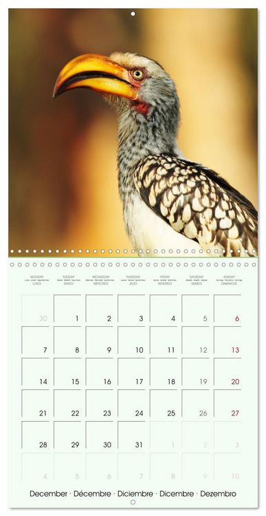 Produktbild: La parade des plumes (Calendrier mural carr&eacute; 2026 30x30 cm) Calendrier double avec une page pour vos prises de notes