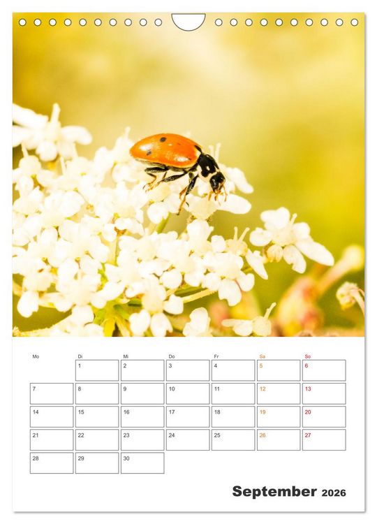Produktbild: Kleines Gl&uuml;ck ganz gro&szlig;: Marienk&auml;fer! (Wandkalender 2026 DIN A4 hoch), CALVENDO Monatskalender