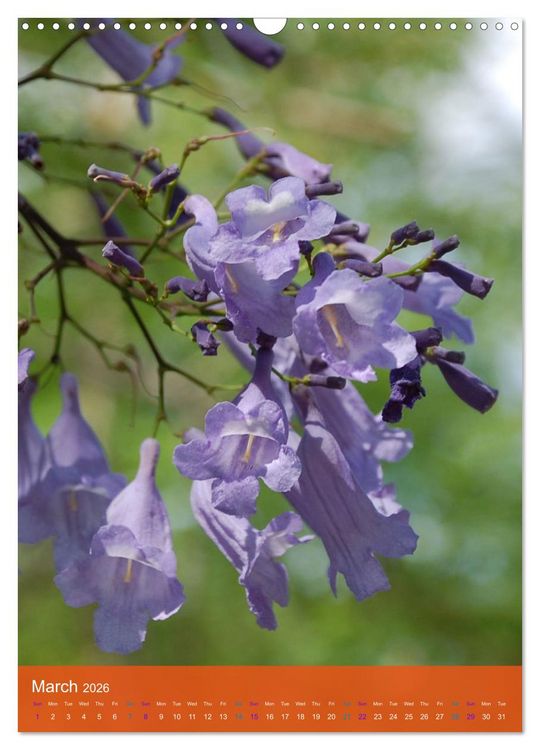 Produktbild: Mexican Garden Flowers - Aguascalientes (Wall Calendar 2026 DIN A3 portrait), CALVENDO 12 Month Wall Calendar