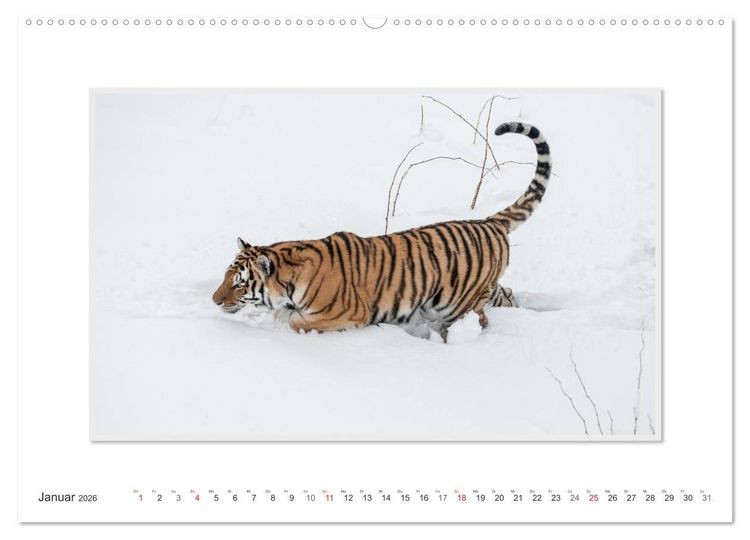 Produktbild: Emotionale Momente: Tiger - Kraft & Sch&ouml;nheit. / CH-Version (Wandkalender 2026 DIN A2 quer), CALVENDO Monatskalender