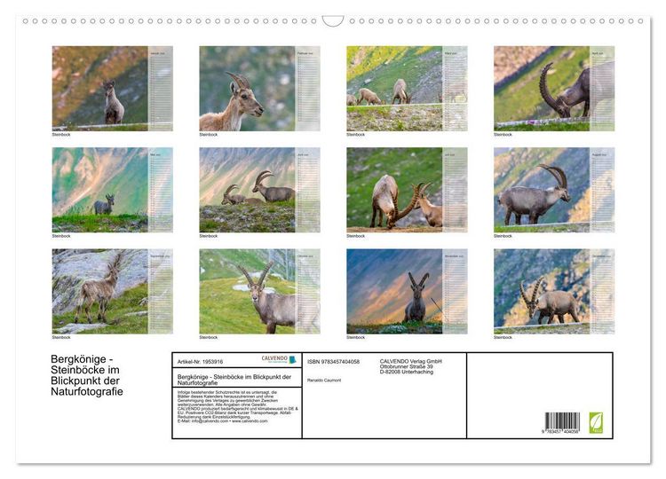 Produktbild: Bergk&ouml;nige - Steinb&ouml;cke im Blickpunkt der Naturfotografie (Wandkalender 2026 DIN A2 quer), CALVENDO Monatskalender