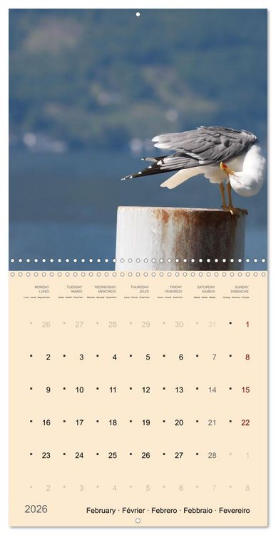 Produktbild: Portraits d'oiseaux des beaut&eacute;s plumeuses (Calendrier mural carr&eacute; 2026 30x30 cm) Calendrier double avec une page pour vos prises de notes