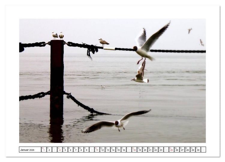 Produktbild: Nordseefeeling - Cuxhaven (hochwertiger Premium Wandkalender 2026 DIN A2 quer), Kunstdruck in Hochglanz