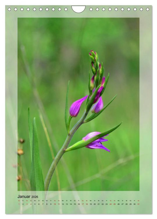 Produktbild: Deutschlands wilde Orchideen (Wandkalender 2026 DIN A4 hoch), CALVENDO Monatskalender