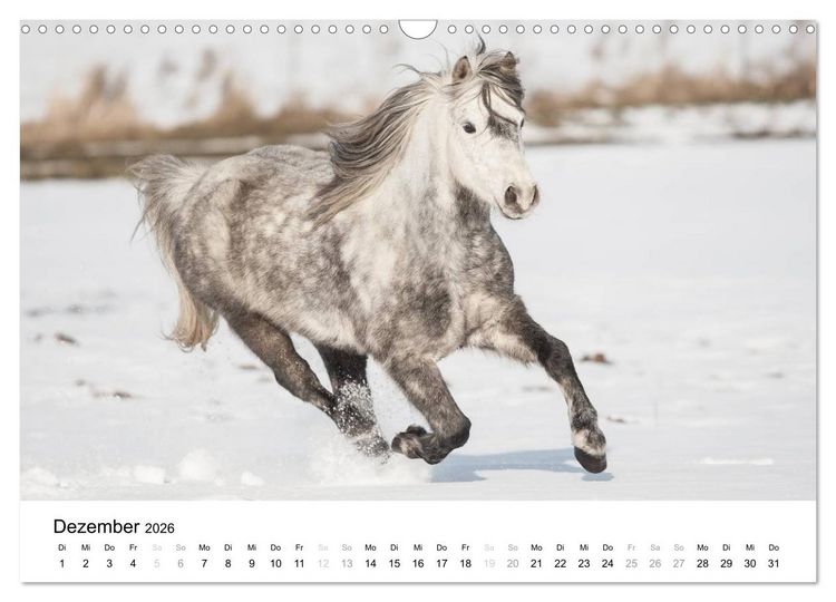 Produktbild: Pferde - Magdalena Strakova (Wandkalender 2026 DIN A3 quer), CALVENDO Monatskalender
