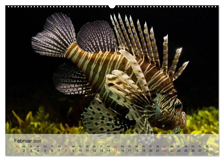 Produktbild: Knallbunte Wasserwelt. Die Welt der Fische (hochwertiger Premium Wandkalender 2026 DIN A2 quer), Kunstdruck in Hochglanz