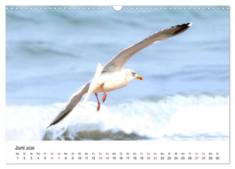 Produktbild: Wasserv&ouml;gel der Ostsee - Impressionen aus der L&uuml;becker Bucht (Wandkalender 2026 DIN A3 quer), CALVENDO Monatskalender