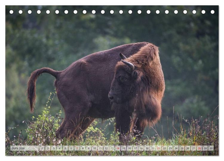Produktbild: Emotionale Momente: Der Wisent. (Tischkalender 2026 DIN A5 quer), CALVENDO Monatskalender