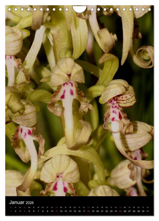 Produktbild: Wildwachsende Orchideen in Deutschland (Wandkalender 2026 DIN A4 hoch), CALVENDO Monatskalender