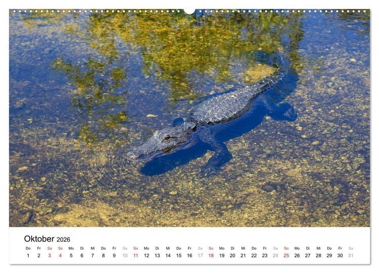 Produktbild: Unter der Sonne Floridas (Wandkalender 2026 DIN A2 quer), CALVENDO Monatskalender