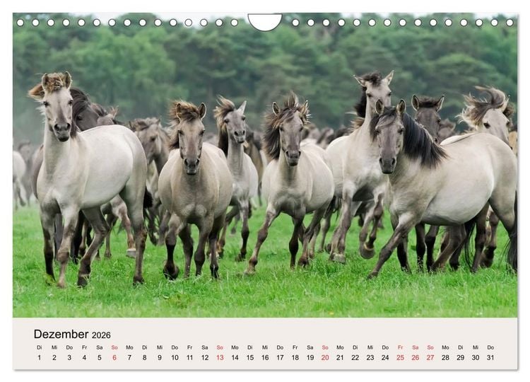 Produktbild: D&uuml;lmener Wildpferde (Wandkalender 2026 DIN A4 quer), CALVENDO Monatskalender