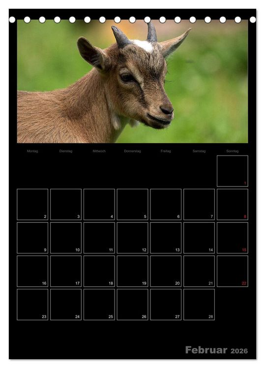 Produktbild: Zwergziegen (Tischkalender 2026 DIN A5 hoch), CALVENDO Monatskalender