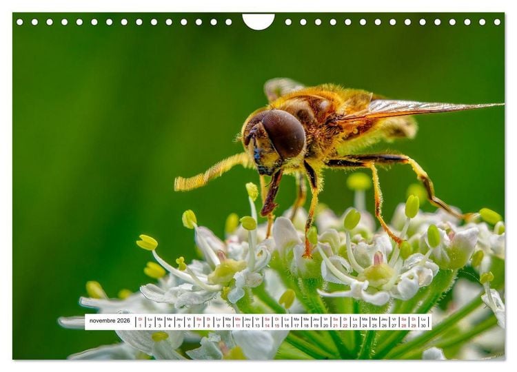 Produktbild: La vie de nos prairies - Les gu&ecirc;pes et les abeilles (Calendrier mural 2026 DIN A4 vertical), CALVENDO calendrier mensuel