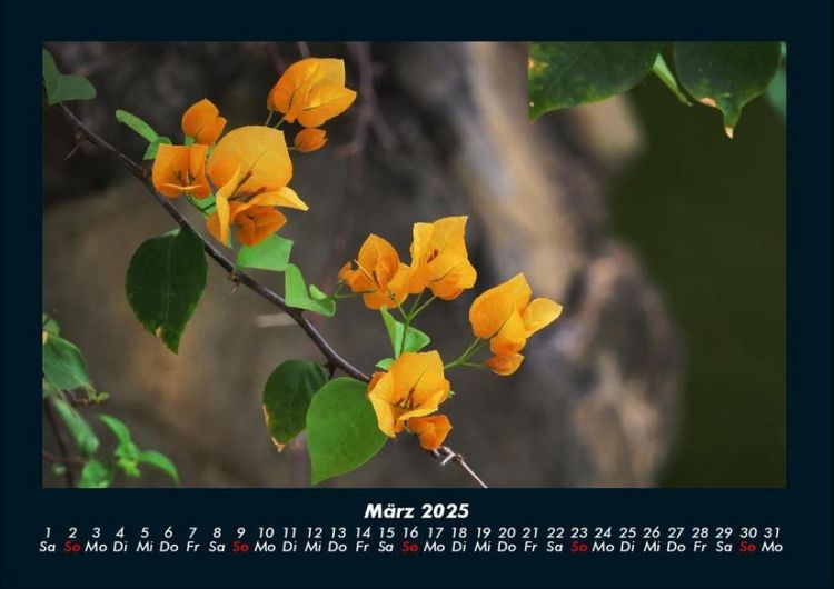 Produktbild: Blumen & Pflanzen 2025 Fotokalender DIN A4