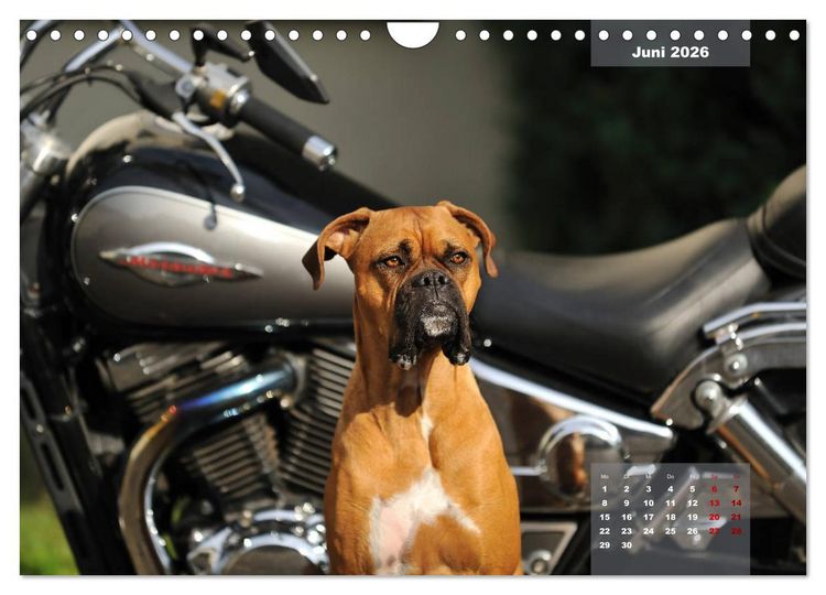 Produktbild: Typisch Boxer (Wandkalender 2026 DIN A4 quer), CALVENDO Monatskalender
