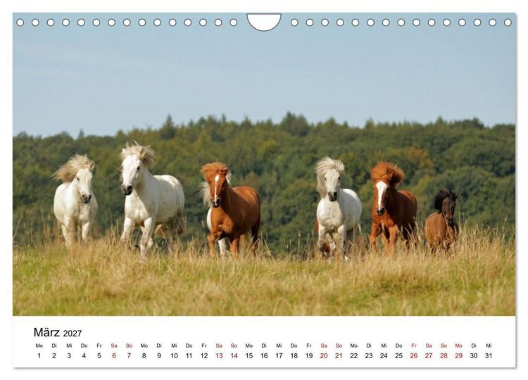 Produktbild: Islandpferde - Hufschlag aus Feuer und Eis (Wandkalender 2027 DIN A4 quer), CALVENDO Monatskalender